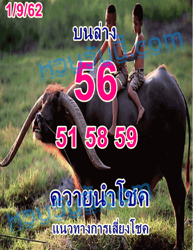 ควายนำโชค 1/9/62