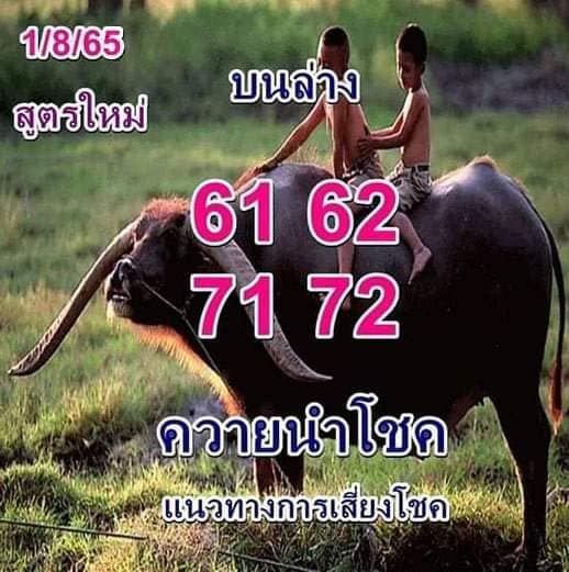 หวยควายนำโชค1-8-65