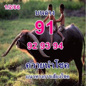 หวยควายนำโชค1-2-66